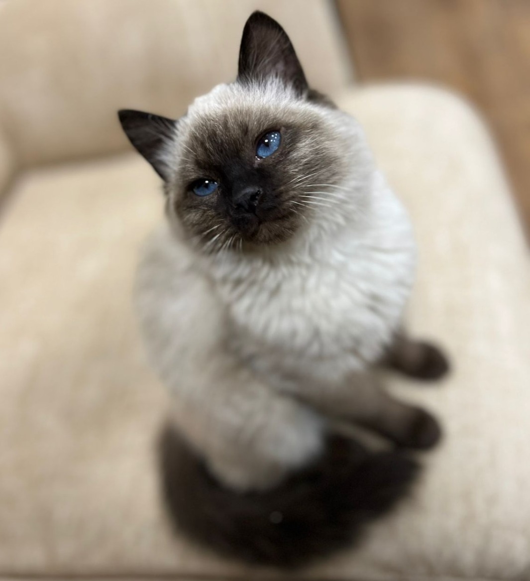 Ксения Калинина