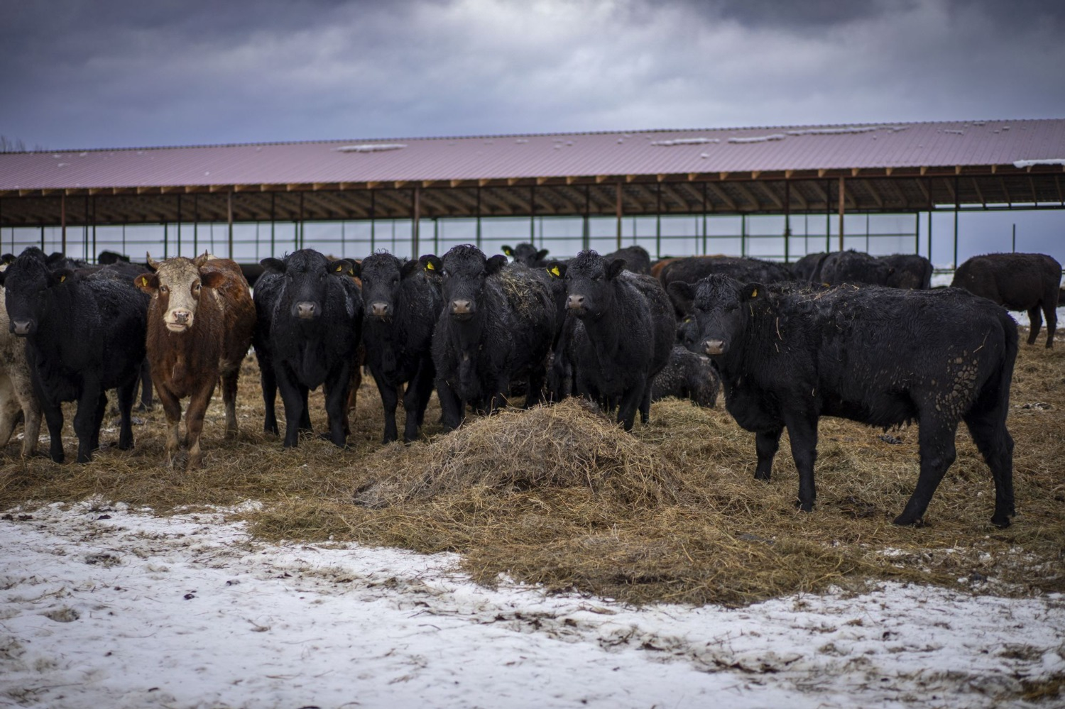 пресс-служба мисельхоза Башкирии