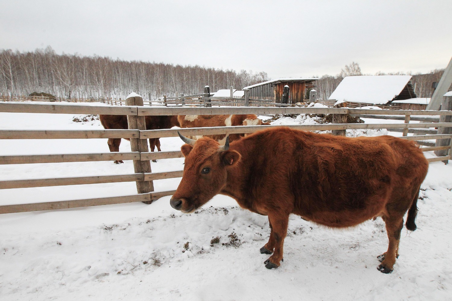 Олег Яровиков
