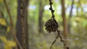 Ксения Калинина