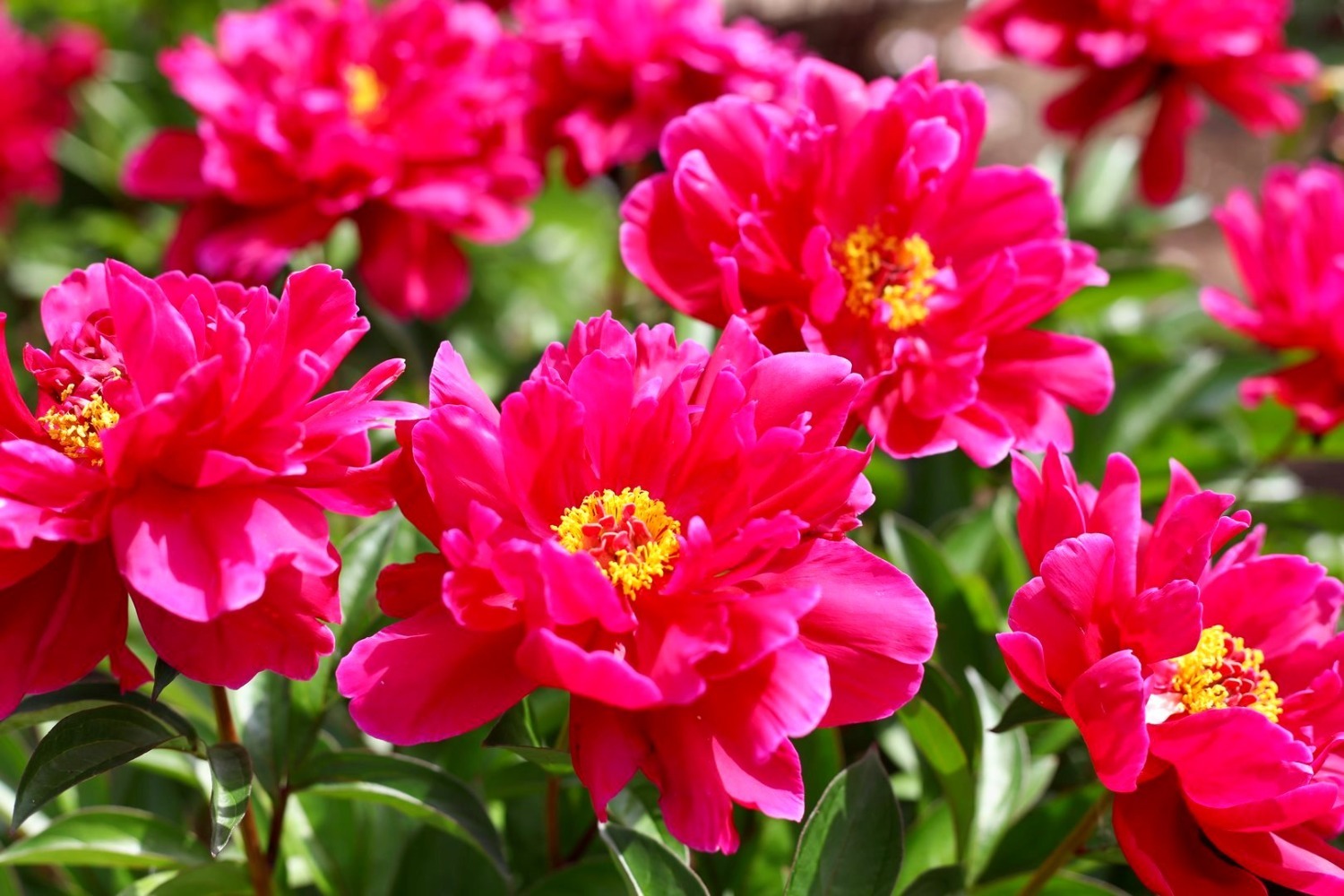 Ито-пион «Пинк Ардур». Красные цветы неизменно фантастически прекрасны