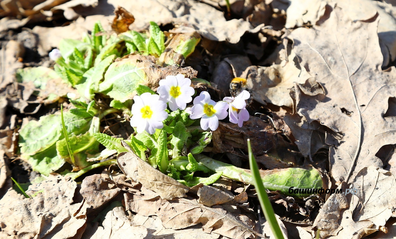 Валерий Шахов ИА «Башинформ»