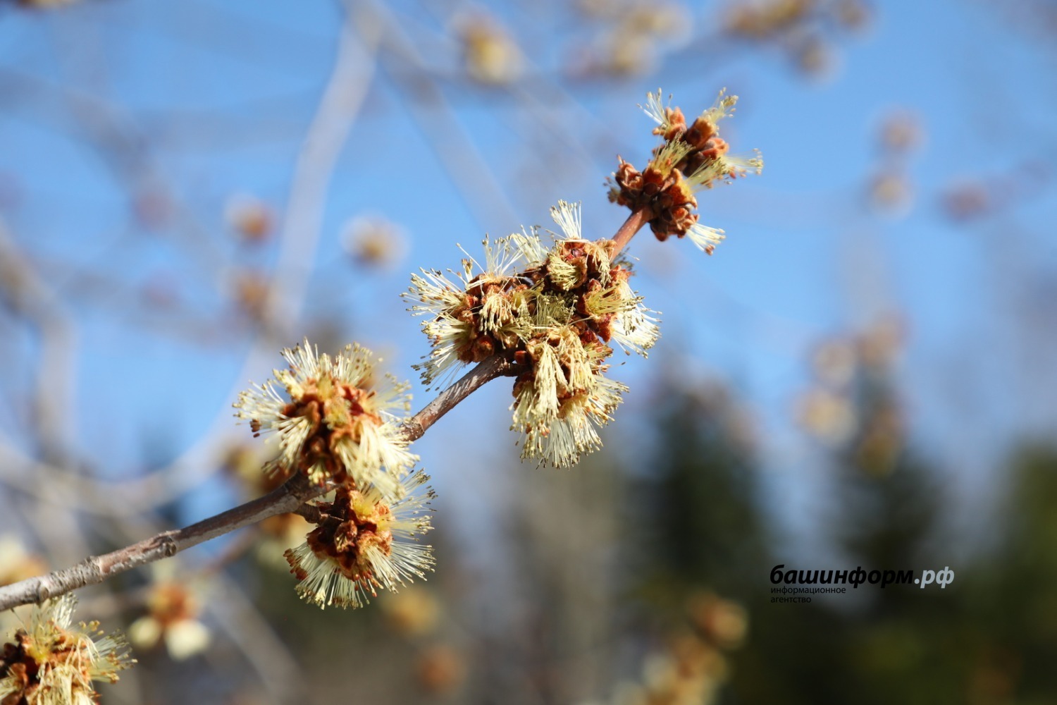 Валерий Шахов ИА «Башинформ»