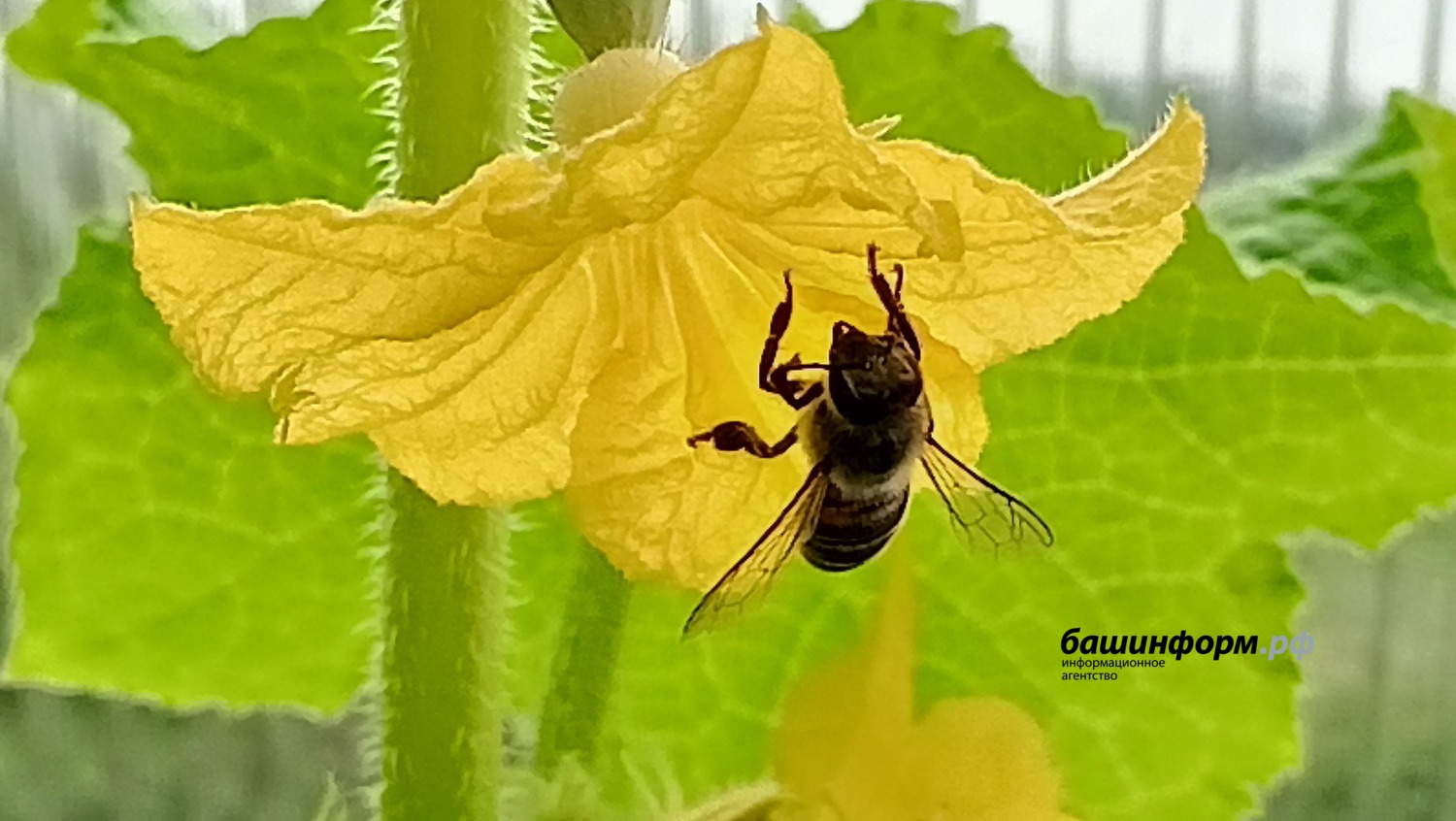 Валерий Шахов  ИА «Башинформ»