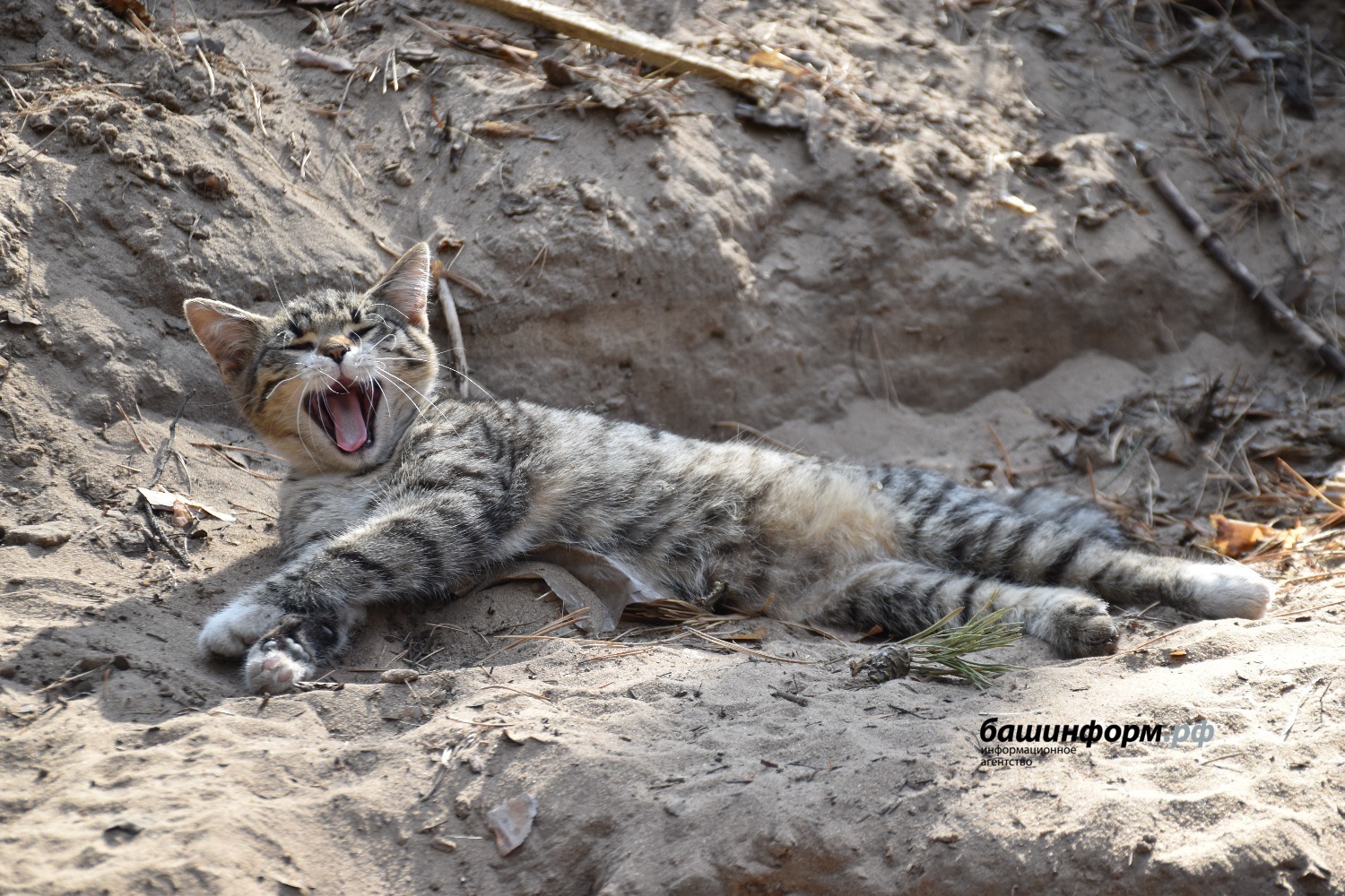 Эдуард Кускарбеков