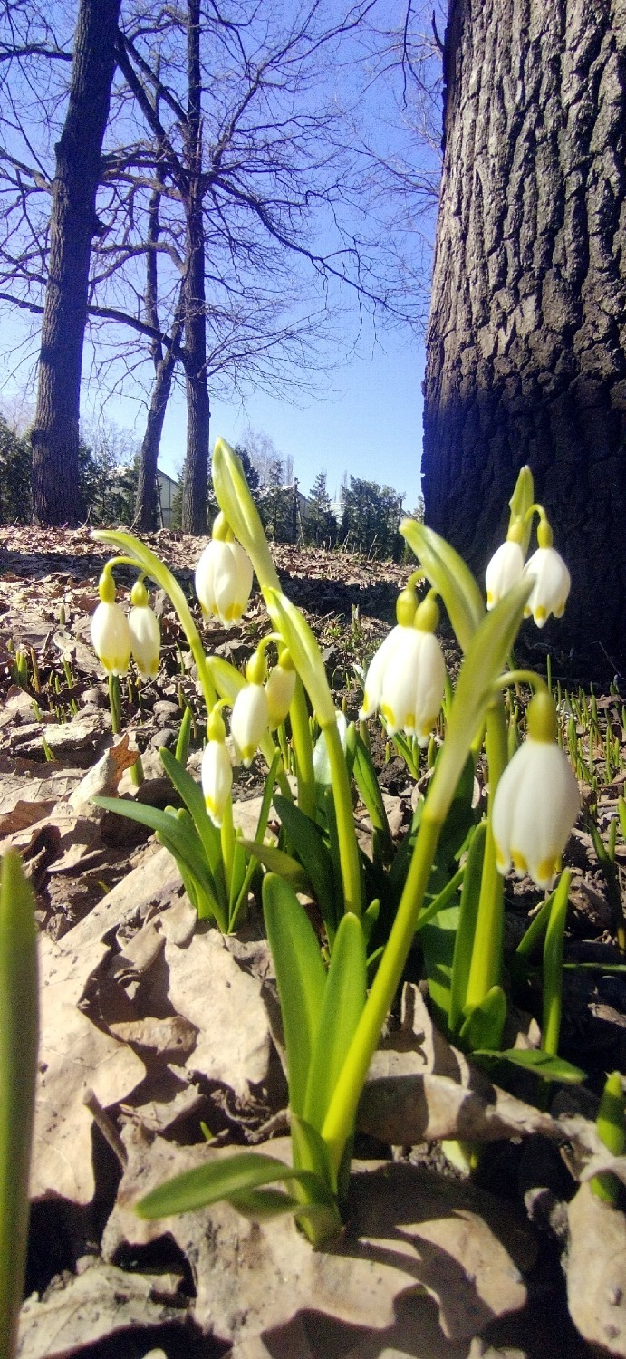 Южно-Уральский ботанический сад-институт ВКонтакте