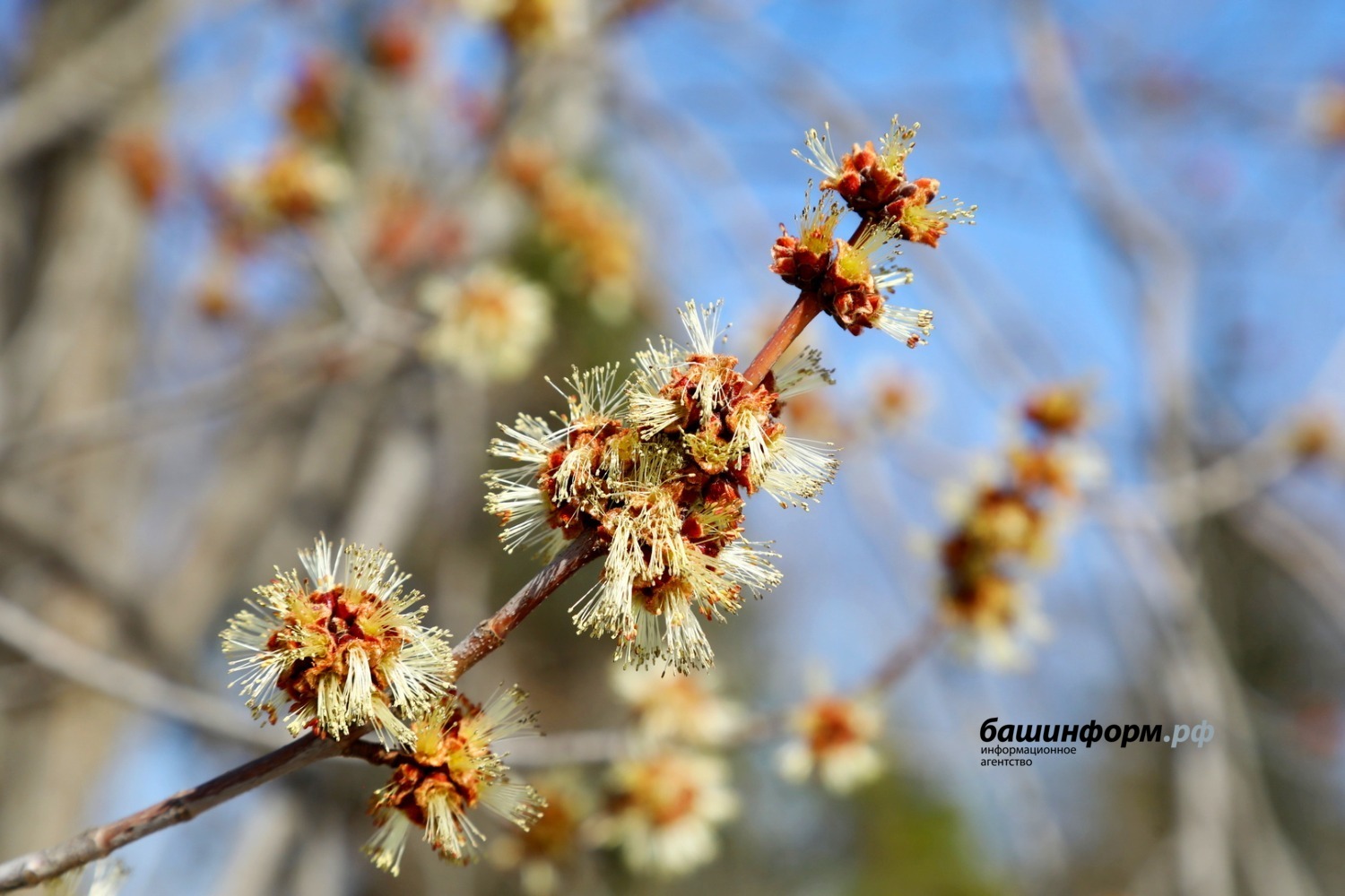 Валерий Шахов ИА «Башинформ»