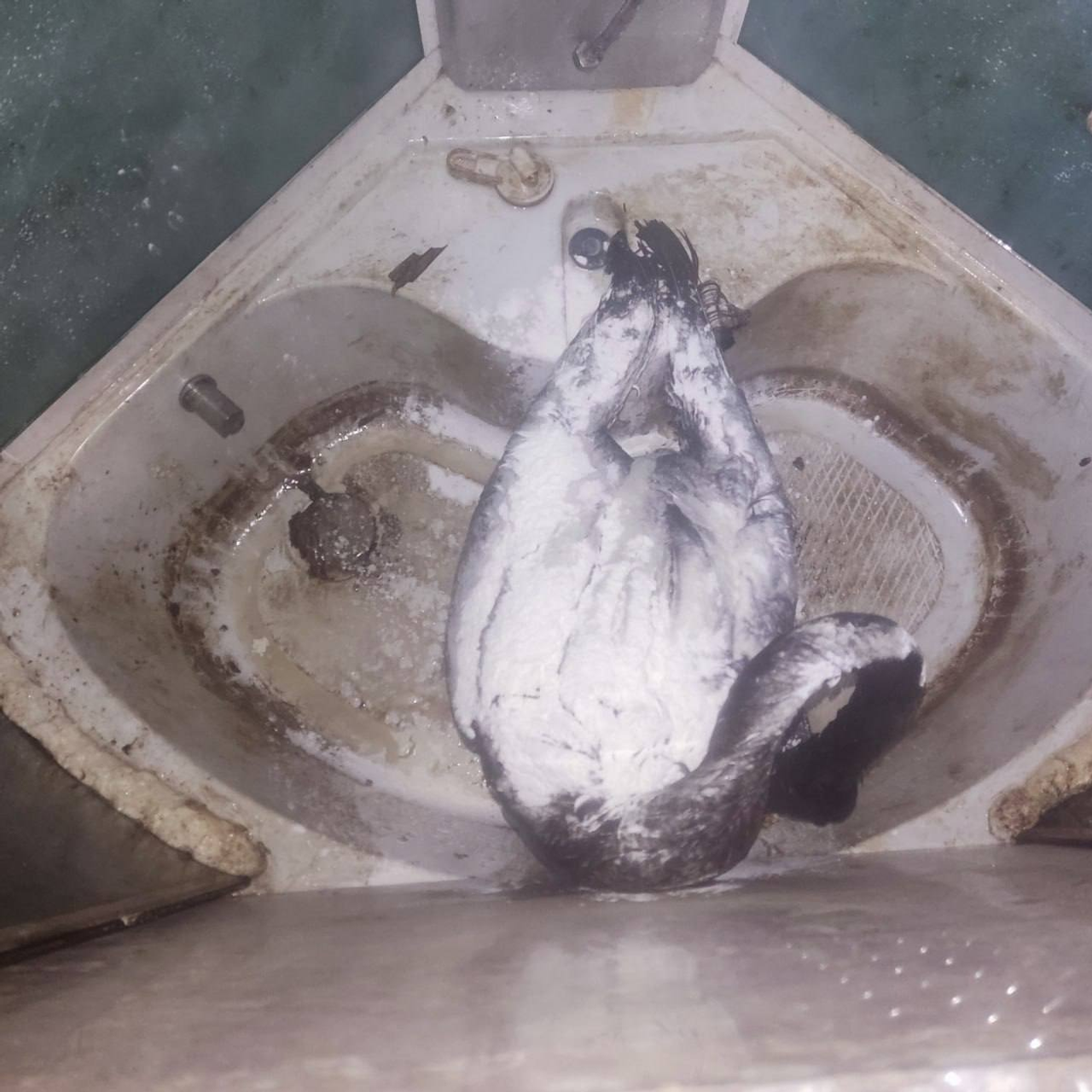 центр реабилитации диких животных "Пин и Пуф" телеграм