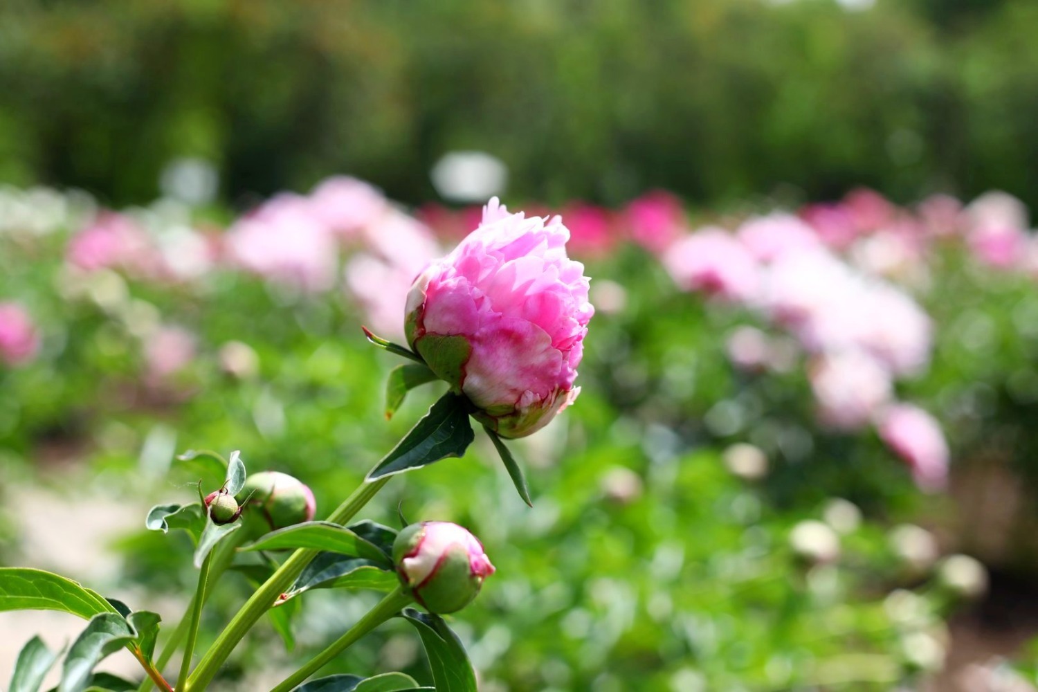 Пион называют «королём цветов». Хотя недолгий срок его цветения подчёркивает его ценность, все любители пионов хотят, чтобы они цвели как можно дольше