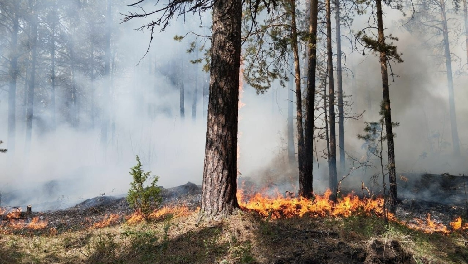 госкомитет РБ по ЧС