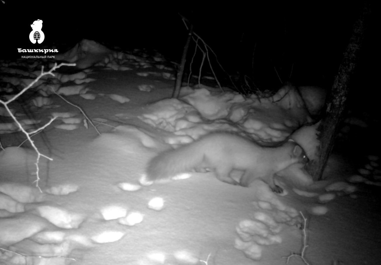 телеграм-канал нацпарка «Башкирия»