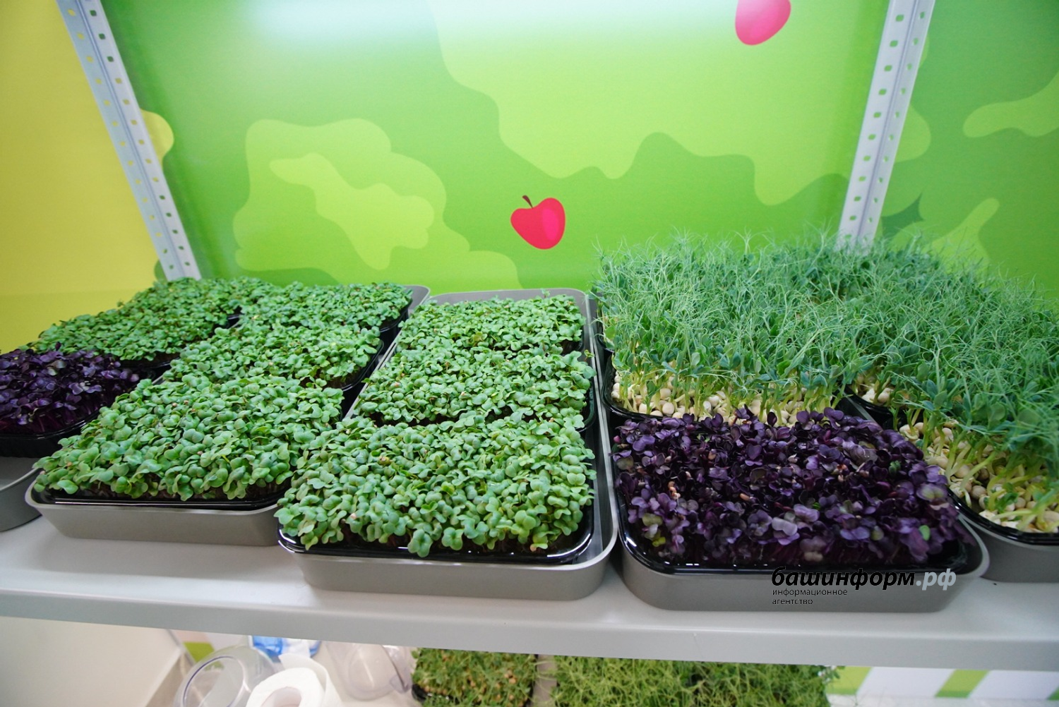 Олег Яровиков   ИА «Башинформ»