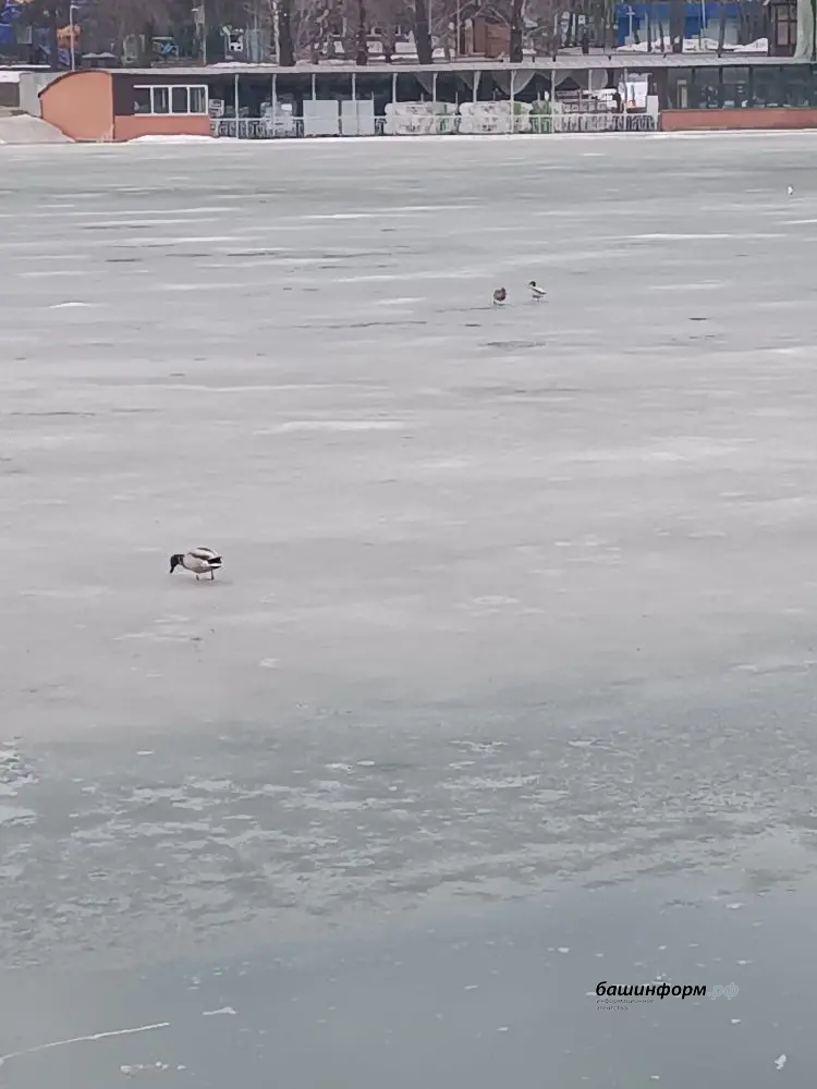 Александр Зайцев специально для ИА «Башинформ»