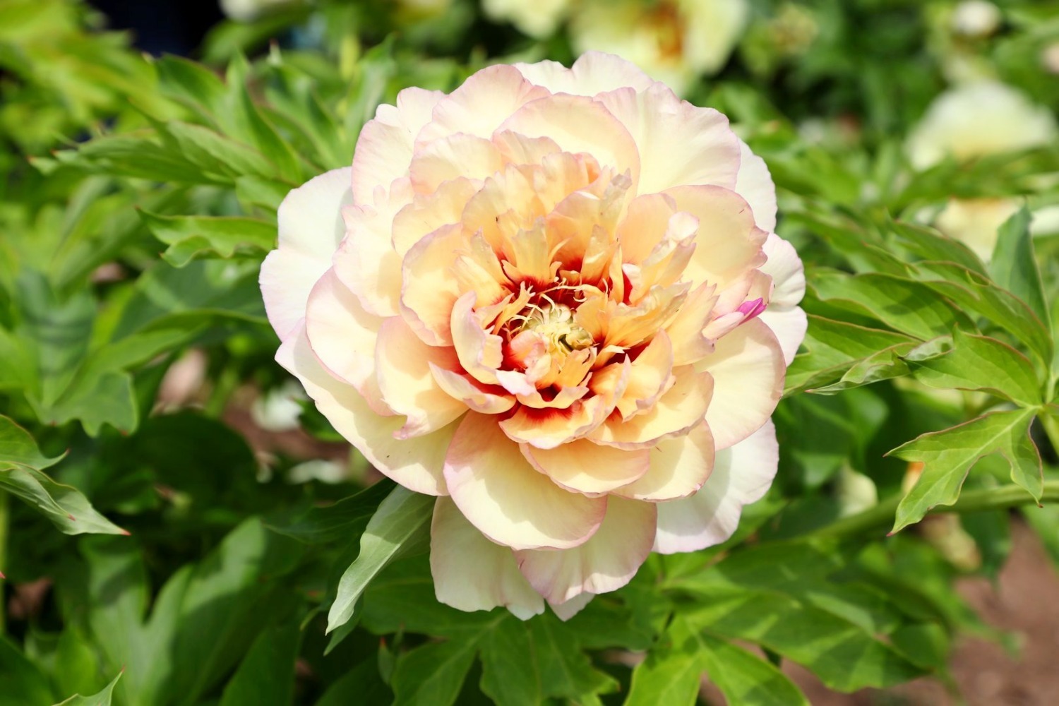 Получив права на японские гибриды, американские селекционеры быстро выпустили массу сортов с жёлтыми цветами, поэтому порой их довольно непросто отличить