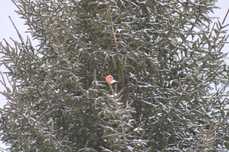 Нацпарк «Башкирия» ТГ-канал