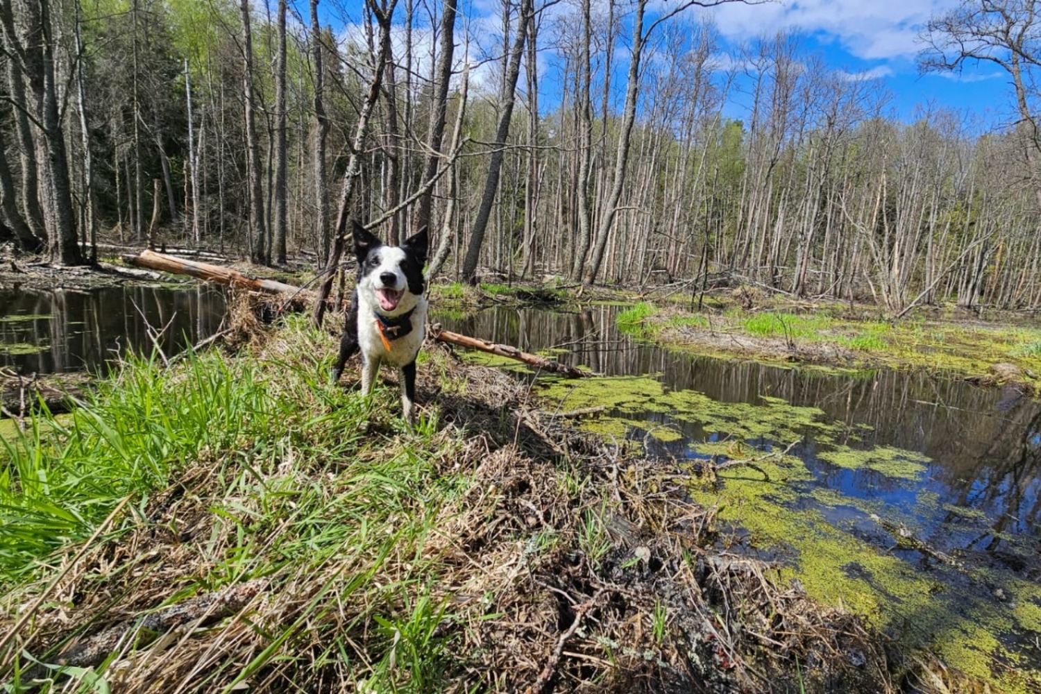 госкомитет РБ по ЧС