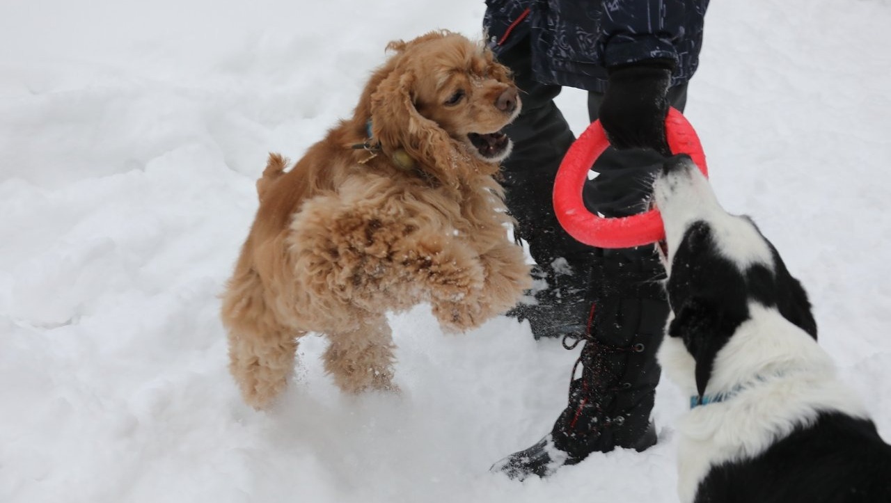 Валерий Шахов