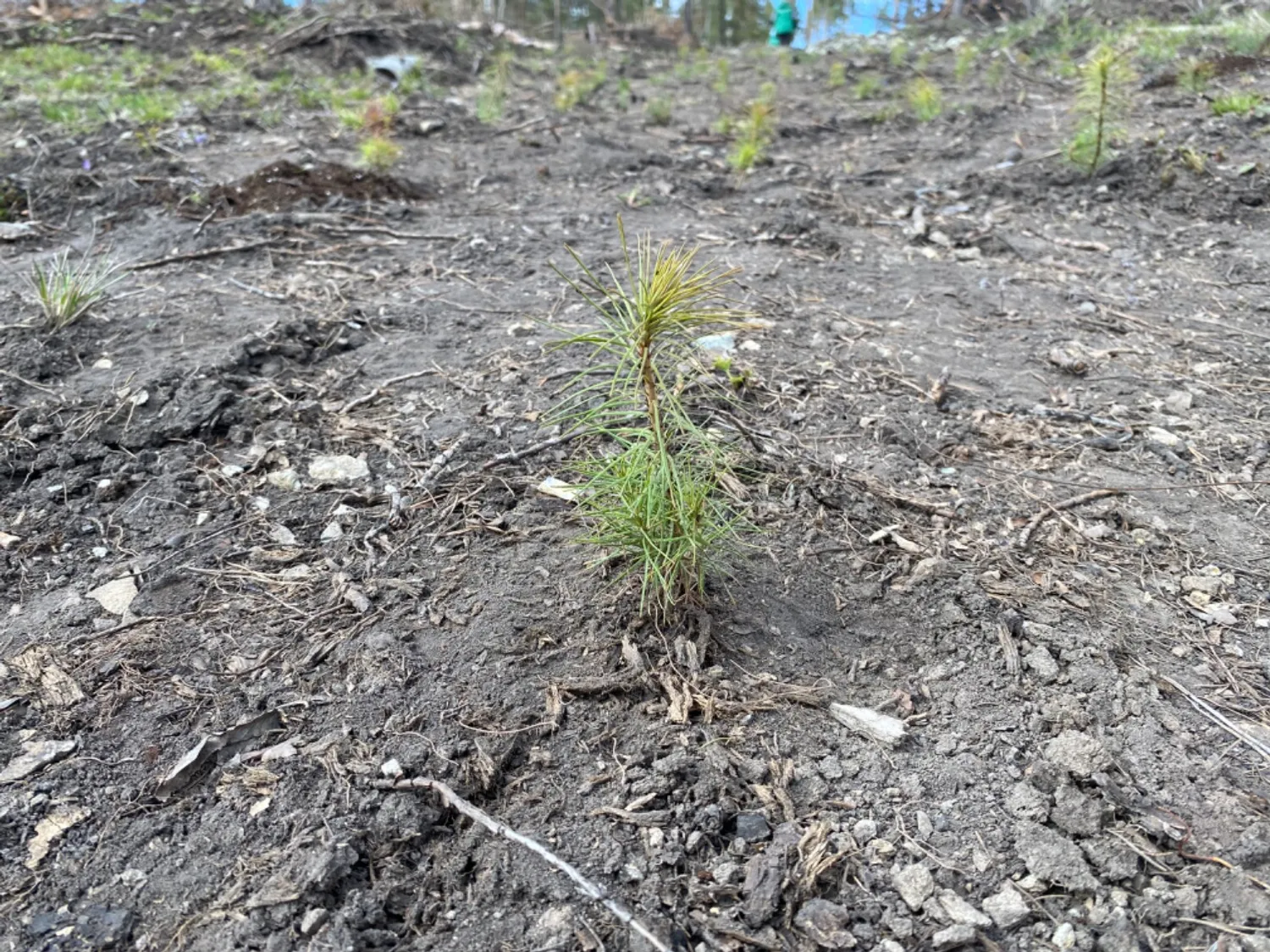 Инсаф Хужабирганов ИА «Башинформ»