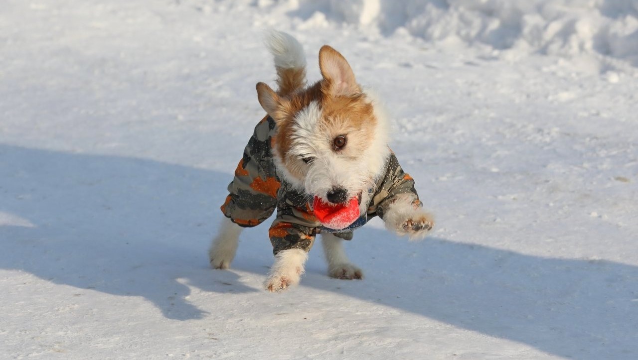 Валерий Шахов