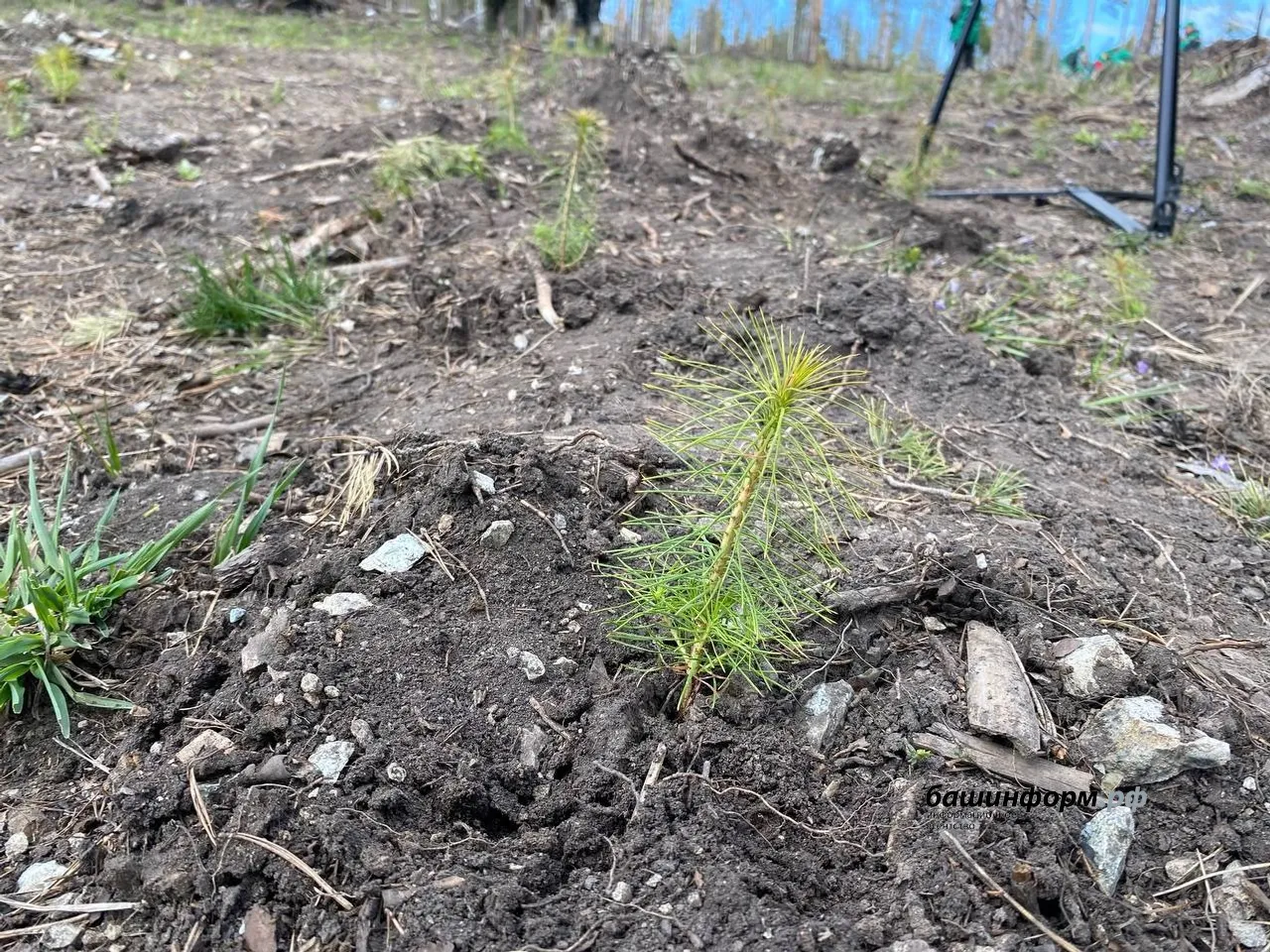 Инсаф Хужабирганов ИА «Башинформ»