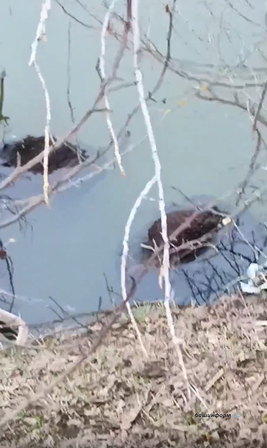 Скриншот Видео из пабликов Бирского района в социальной сети "Вконтакте"