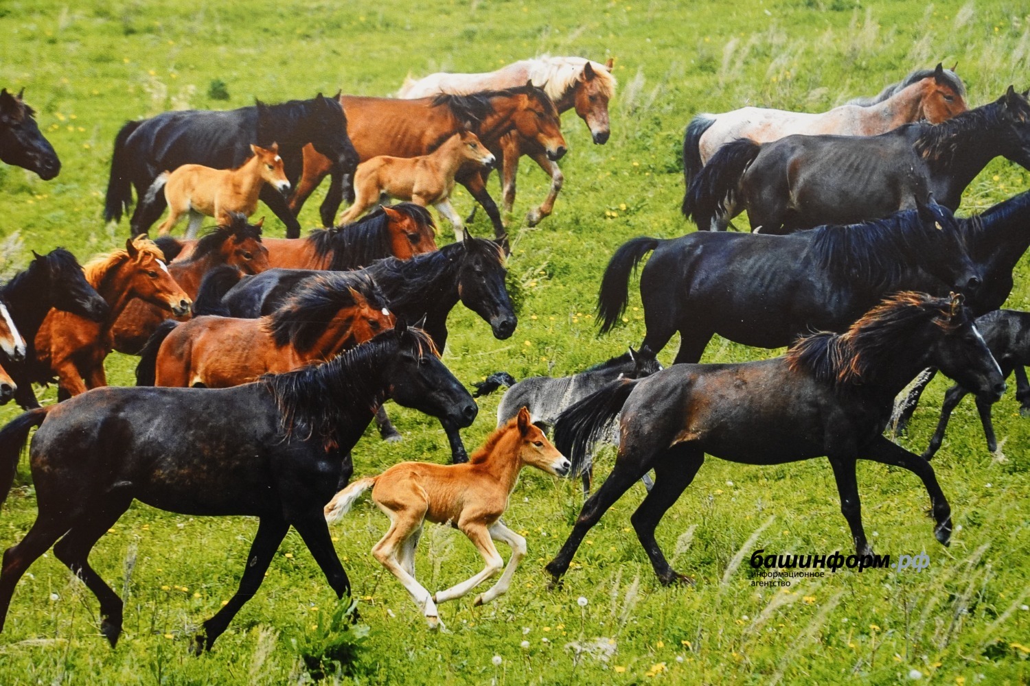 Олег Яровиков, Валерий Шахов ИА «Башинформ»