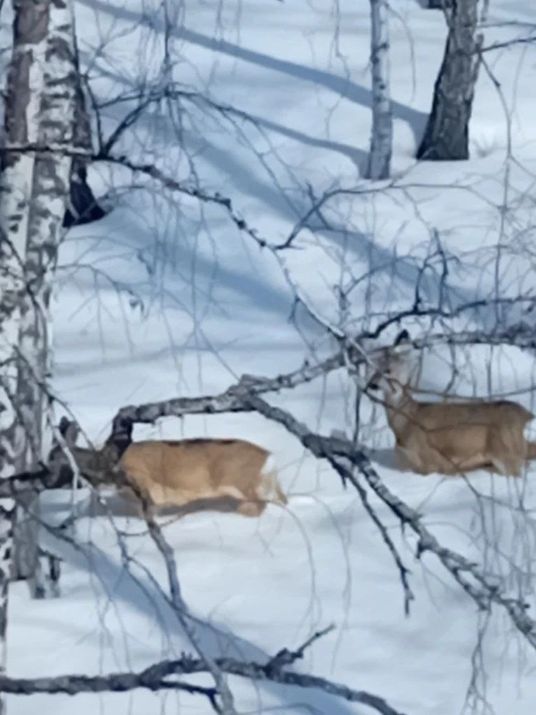 министерство  природопользования и экологии РБ