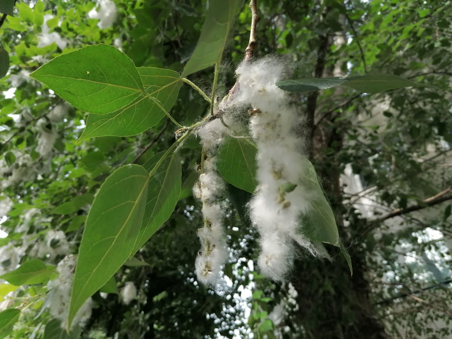 ИА «Башинформ»