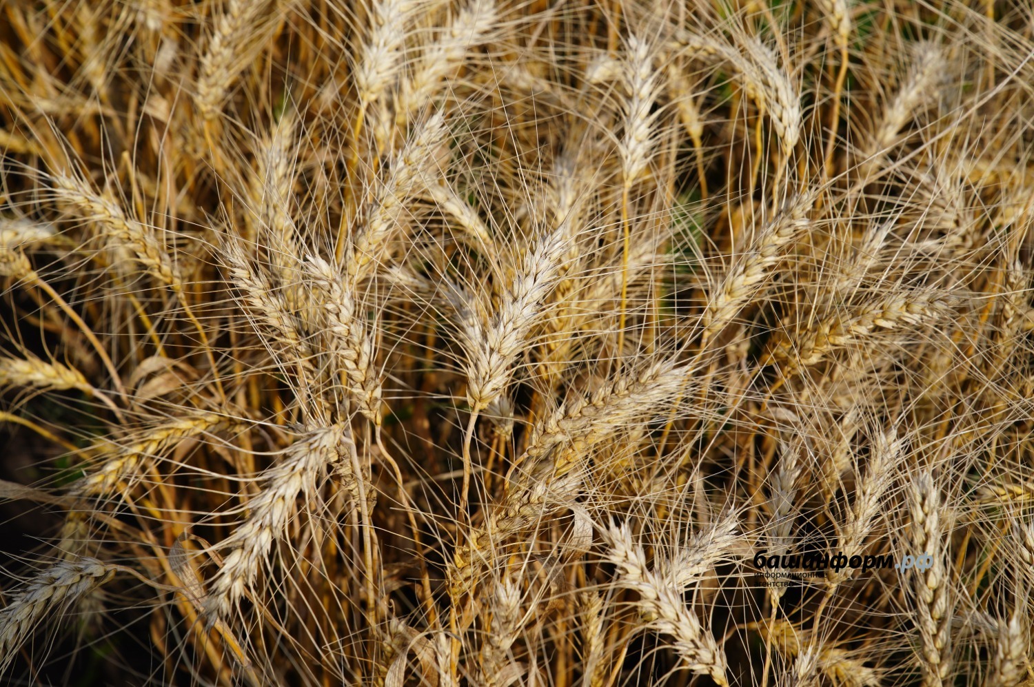 Олег Яровиков   архив ИА "Башинформ"