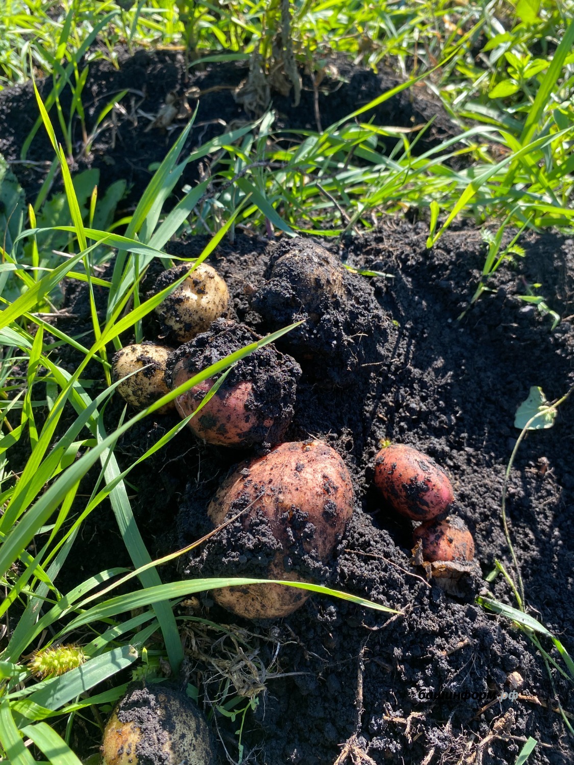 Инсаф Хужабирганов ИА «Башинформ»