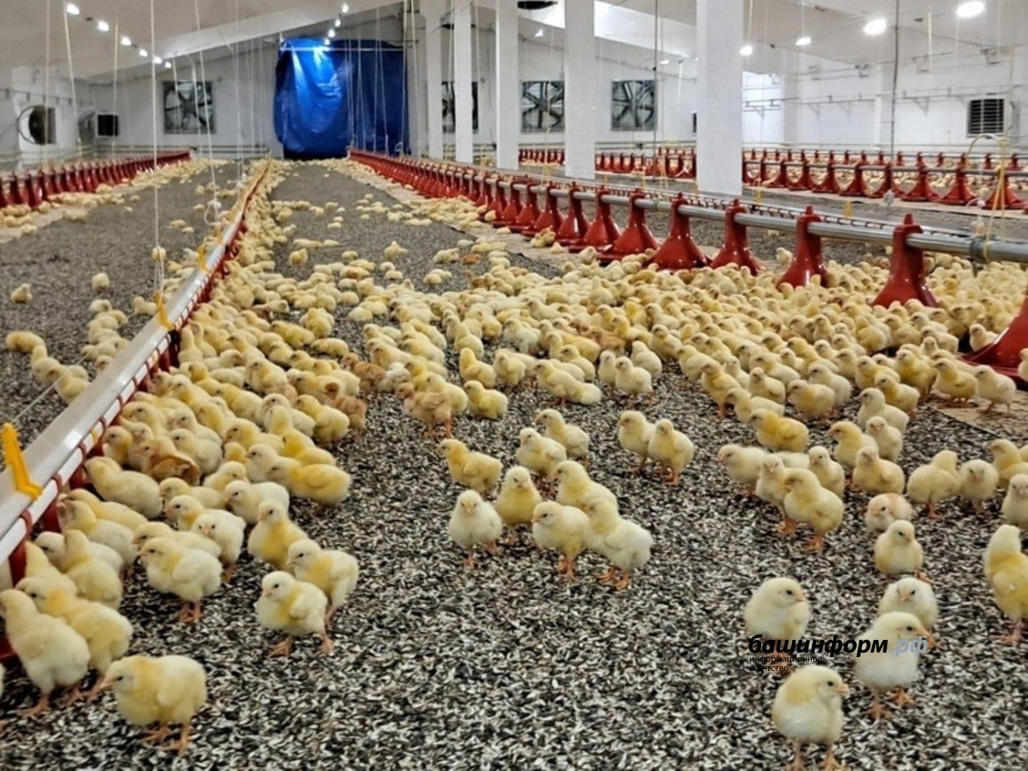 соцсети Радия Хабирова