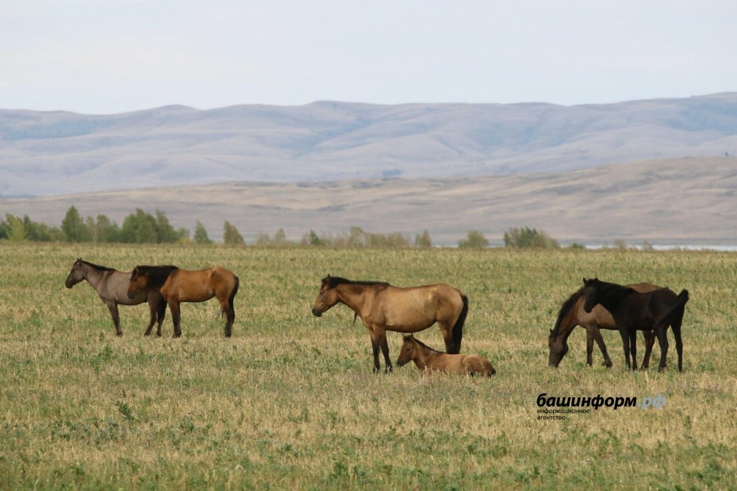 Валерий Шахов