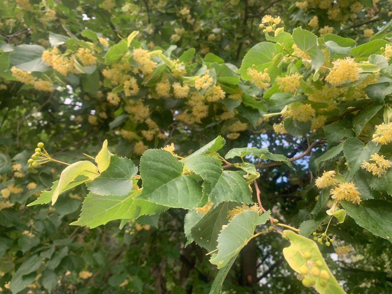 Галина Бахшиева