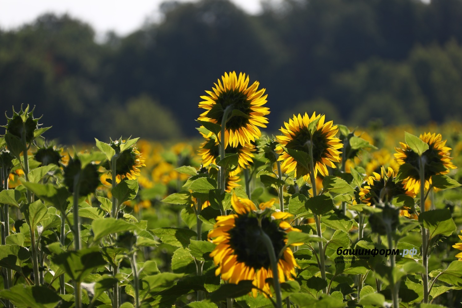 Валерий Шахов  архив ИА «Башинформ»