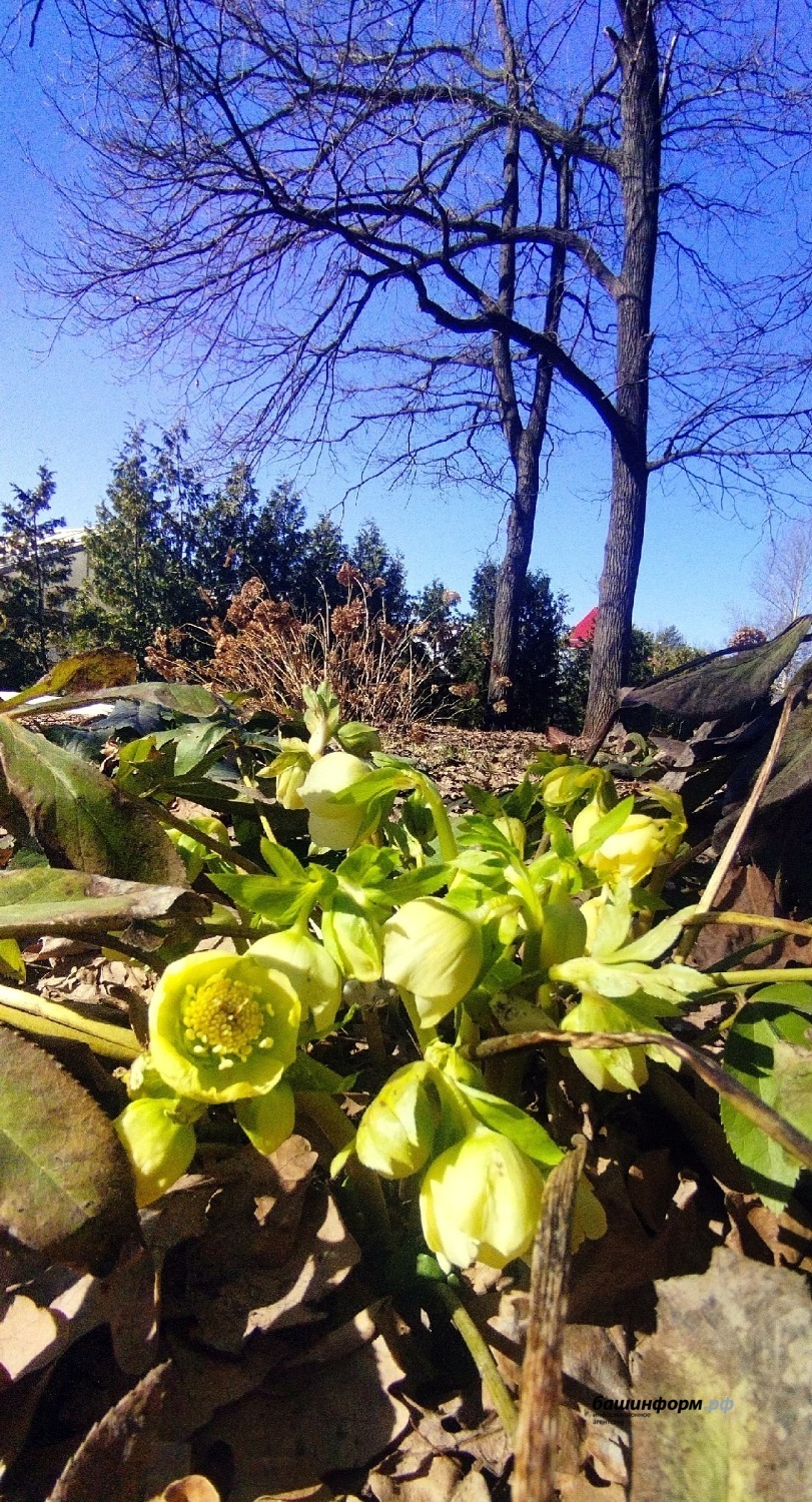 Южно-Уральский ботанический сад-институт ВКонтакте