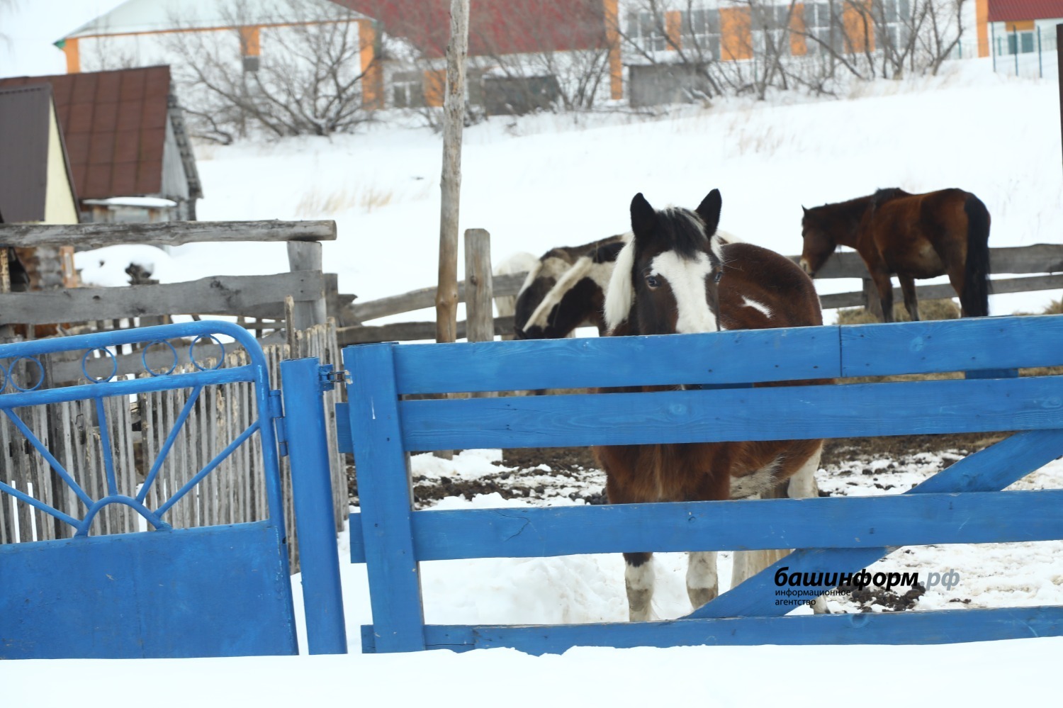 Валерий Шахов ИА «Башинформ»