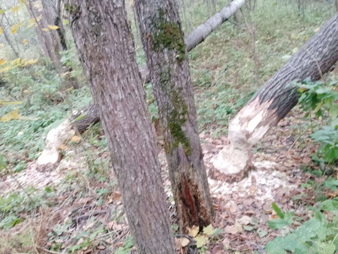 telegram-канал заповедника «Шульган-Таш»