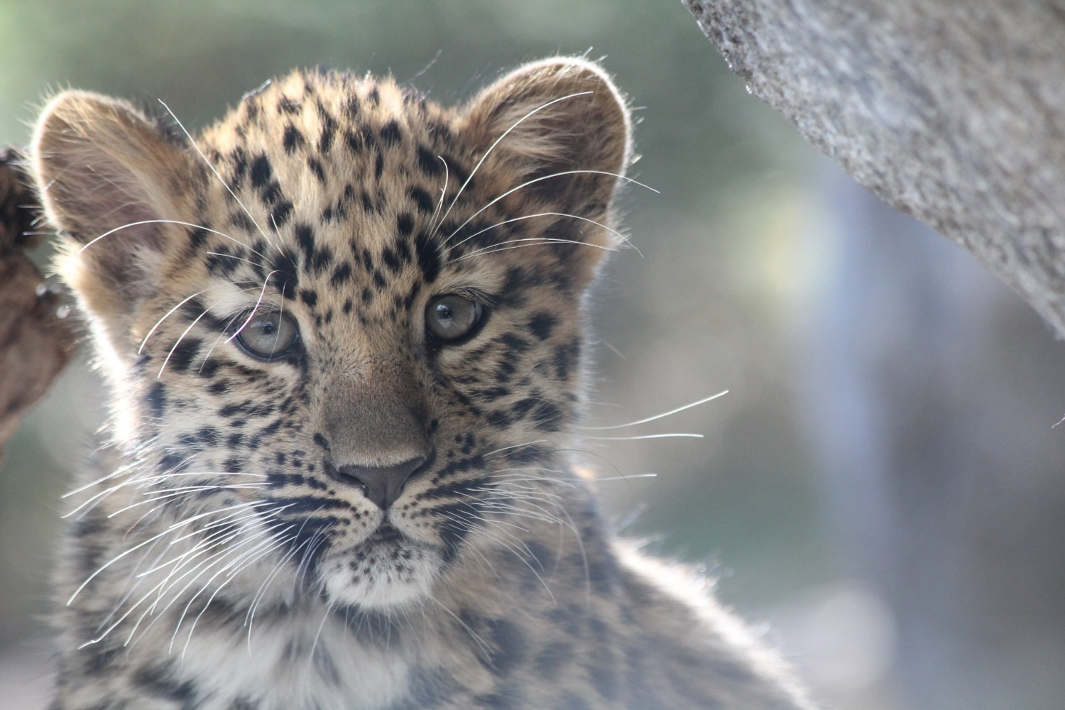 Константин Леонтьев пресс-служба ВТБ
