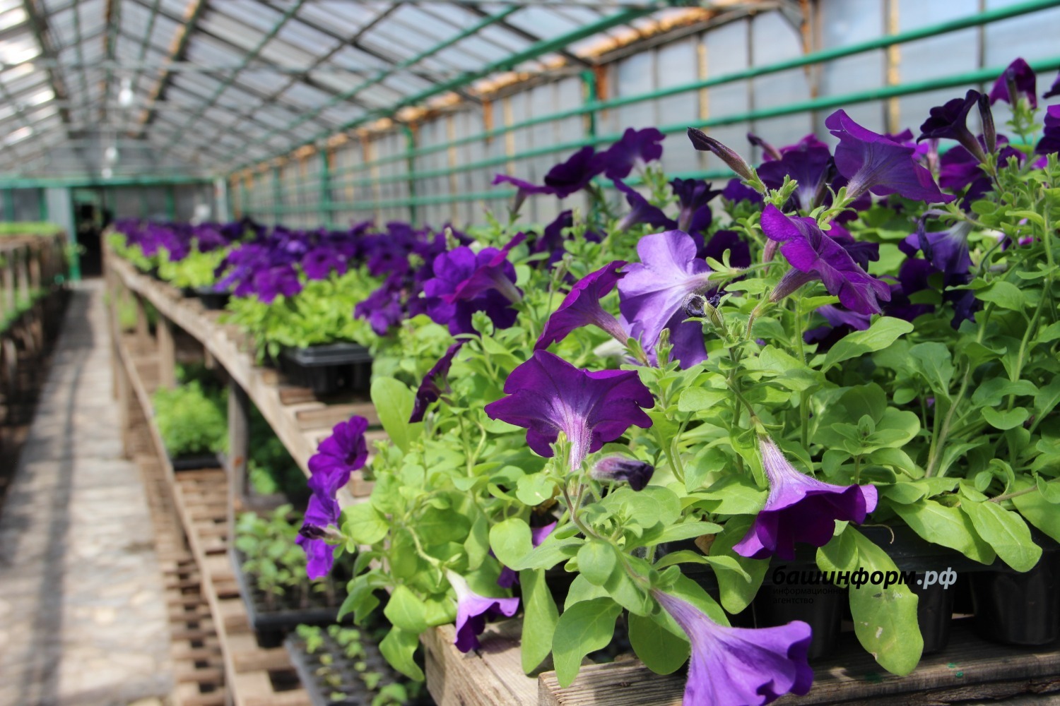 Ксения Калинина