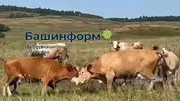 Владимир Субботин ИА «Башинформ»
