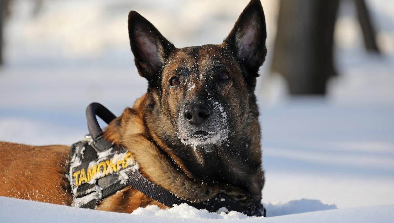 Валерий Шахов