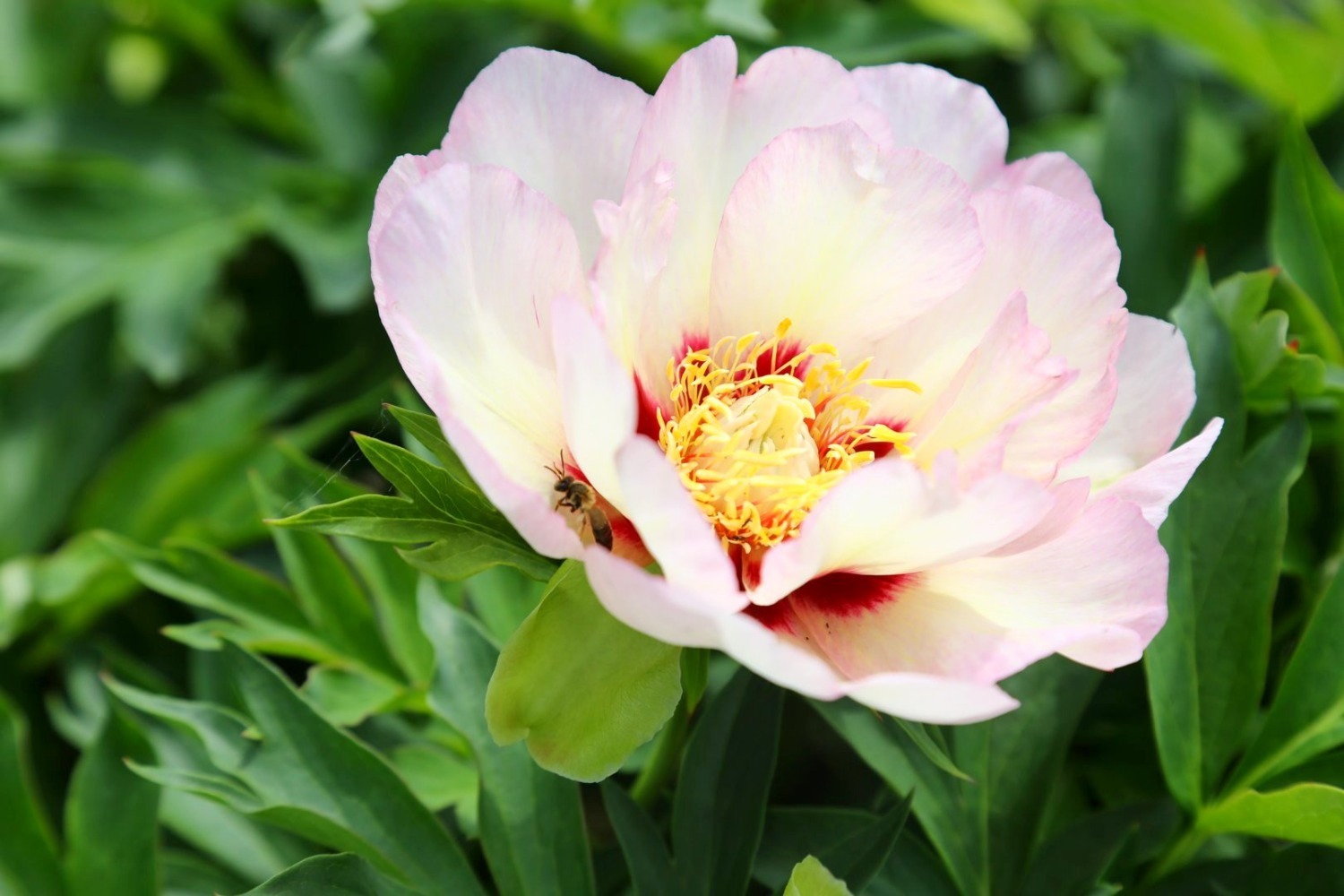 Или же один куст может выпустить цветы разного окраса