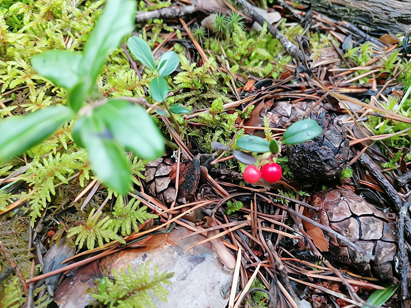 автор  Северная ягода клюква