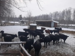 Фермер из Башкирии развивает мясное скотоводство