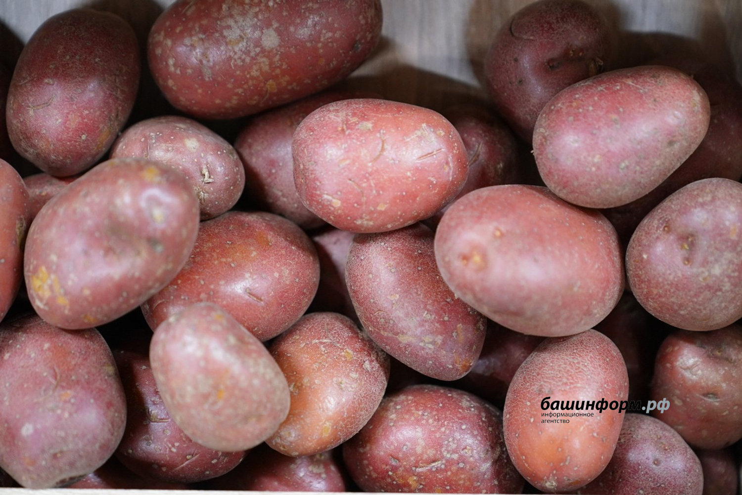 Олег Яровиков  ИА «Башинформ»