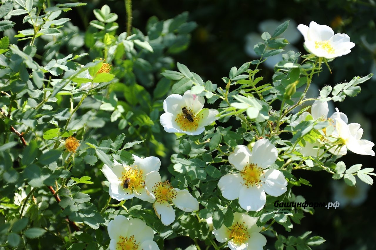 Валерий Шахов
