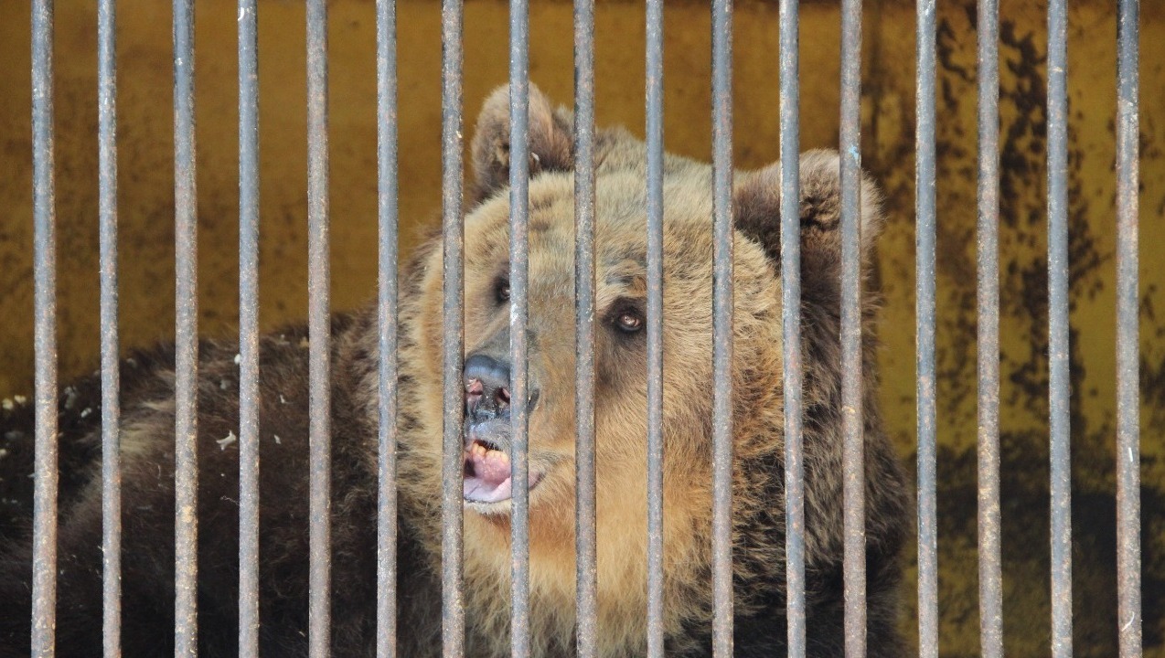 Ксения Калинина