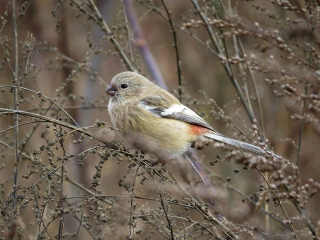 Гульнара Бикмухметова администрация Иглинского района