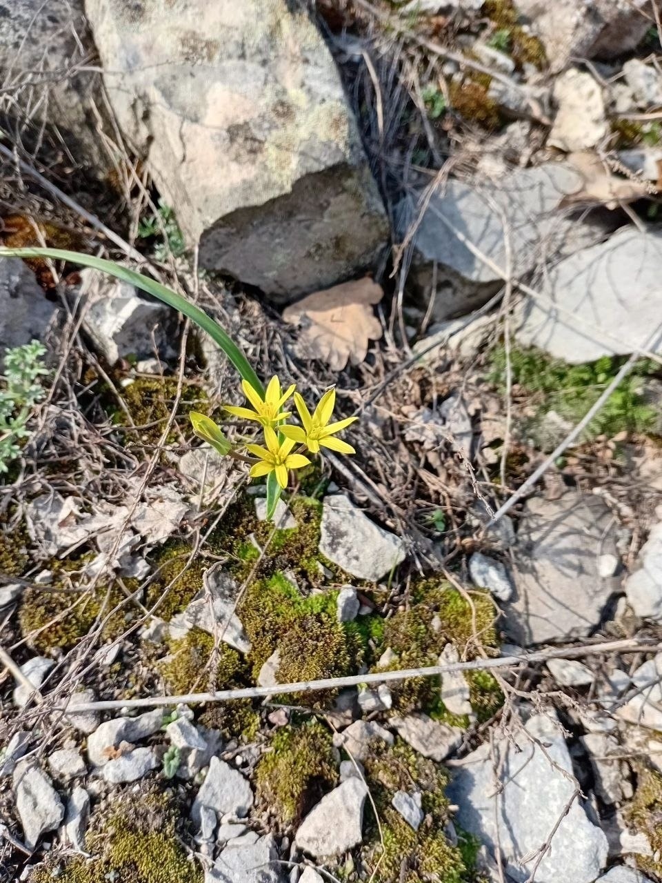 Нацпарк «Башкирия» Соцсети  Гагея желтая или гусиный желтый лук