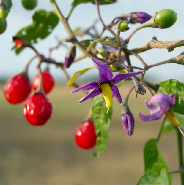 picturethisai.com Паслён сладко-горький